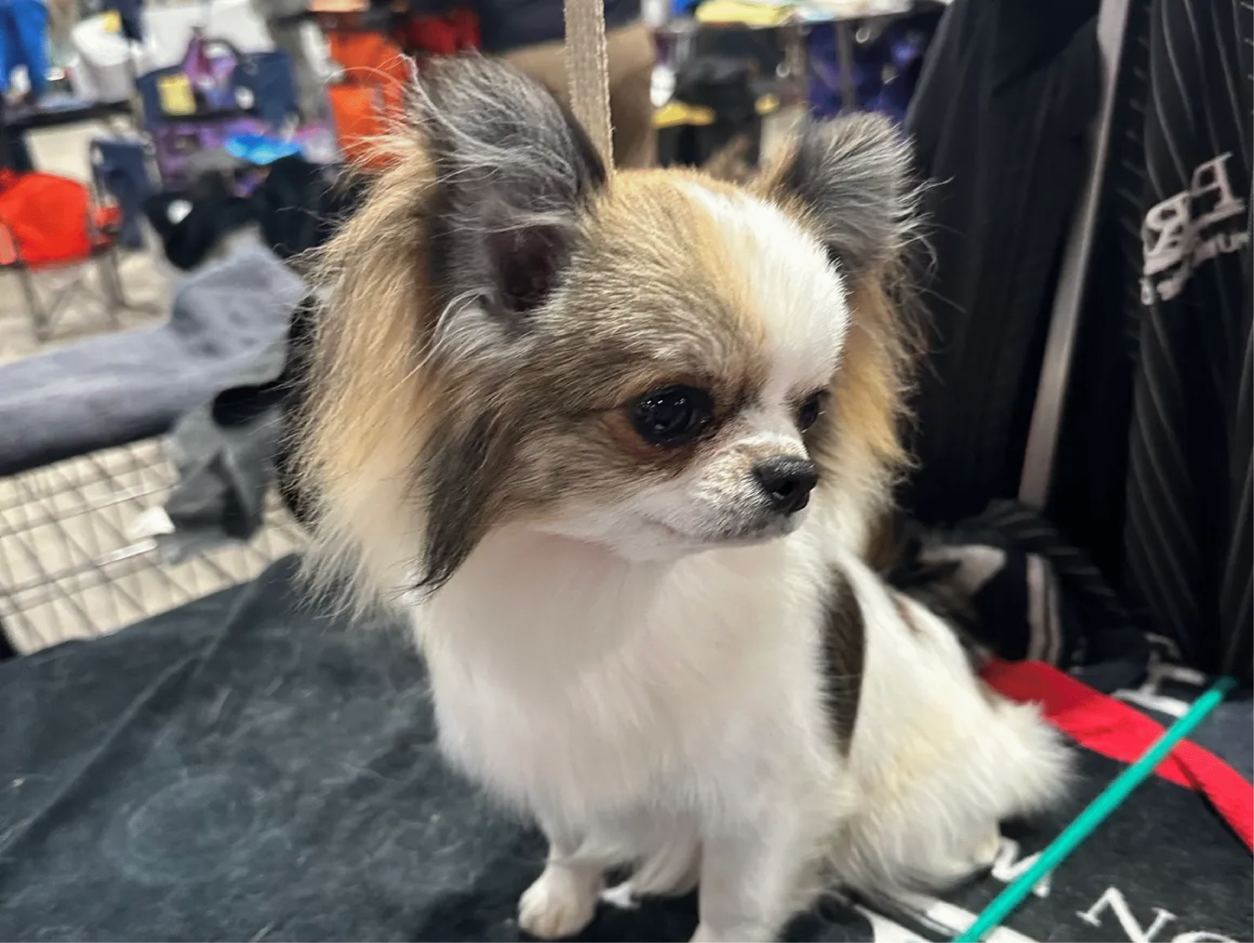 The Chihuahua Nursery 1 3 01