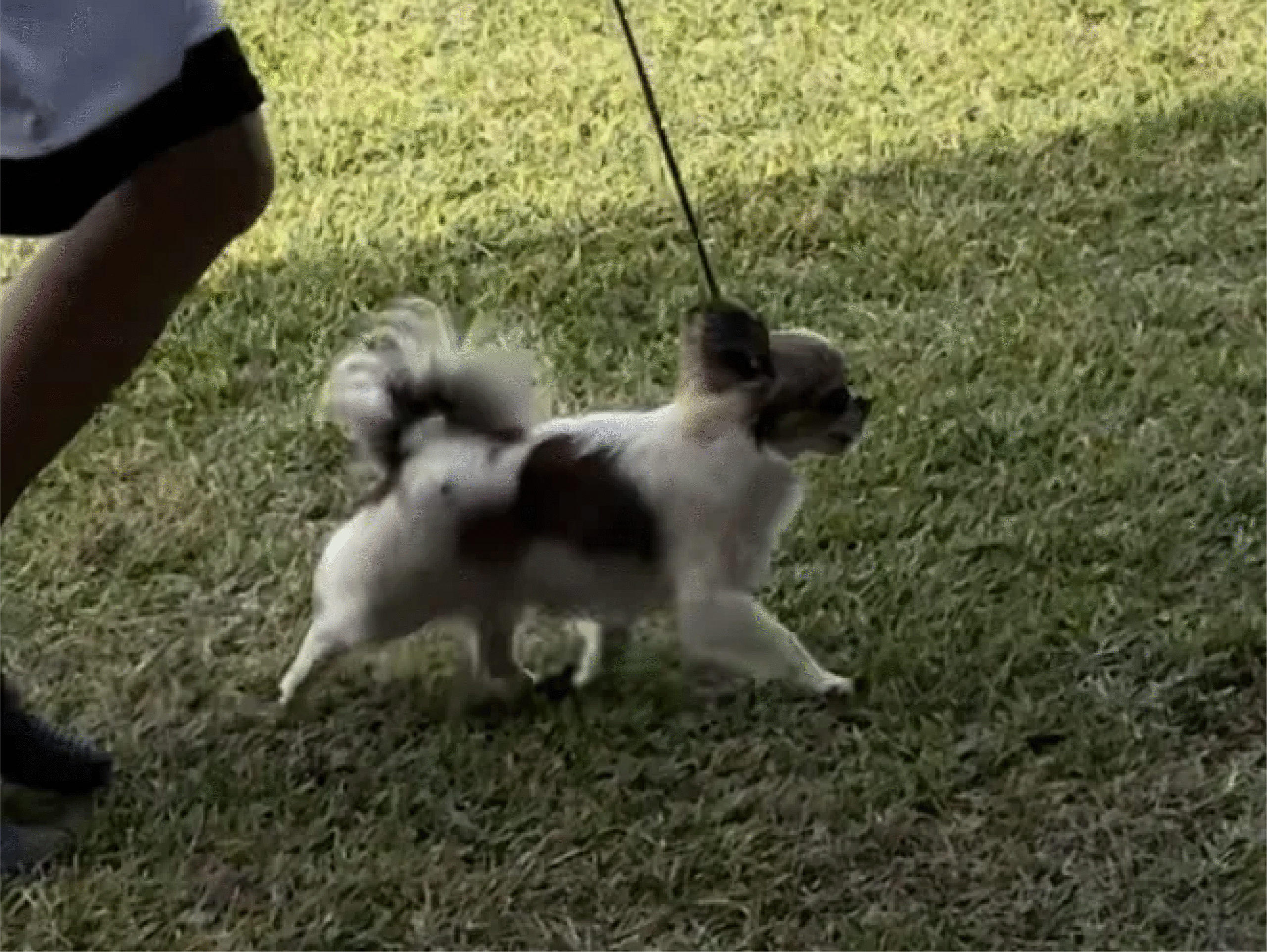 The Chihuahua Nursery 1 3 03