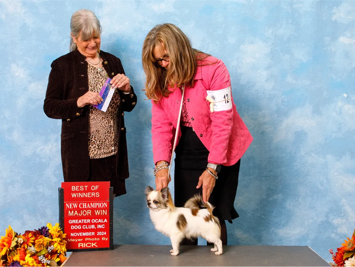 The Chihuahua Nursery artboard 1 copy