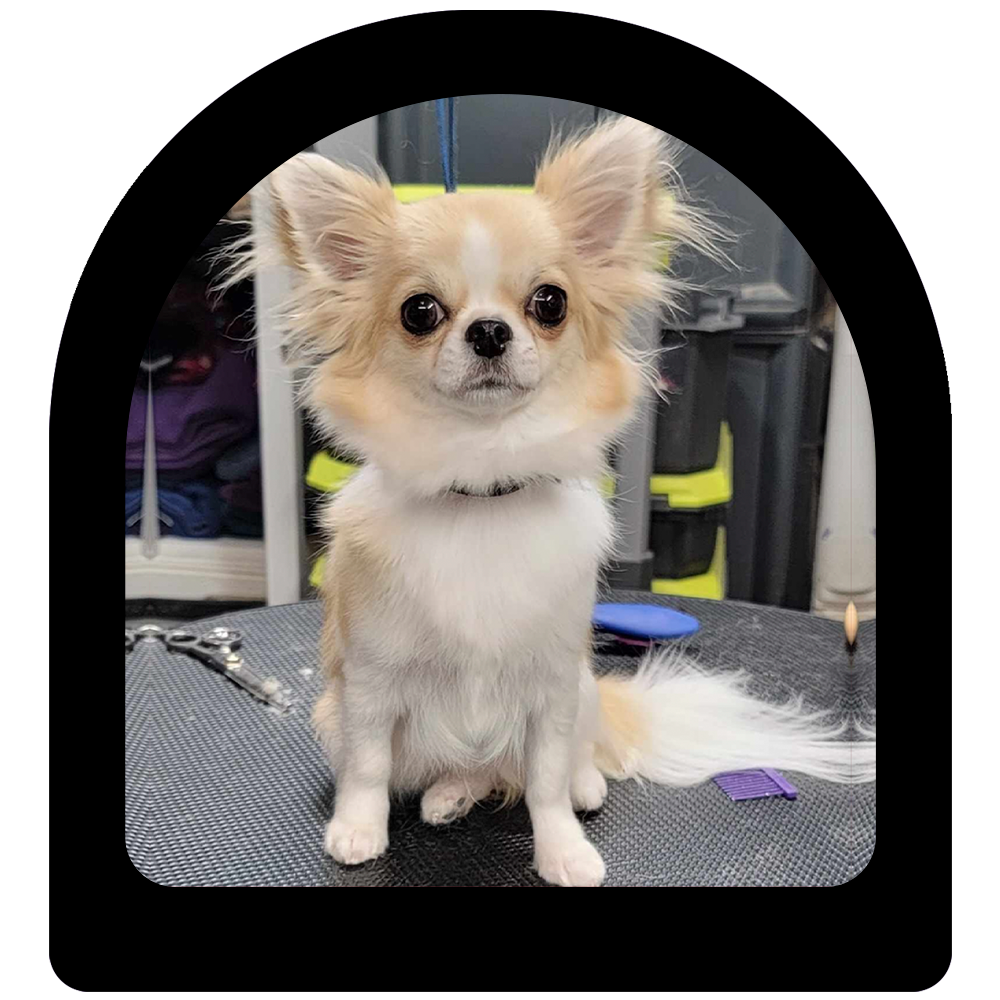 chihua1